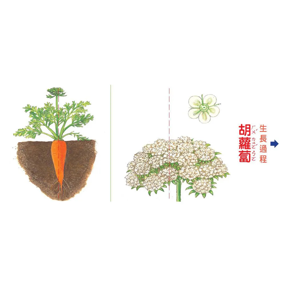 Grow, Little Seed, Grow! (Vegetables Edition) • 小種子,快長大(蔬菜篇)