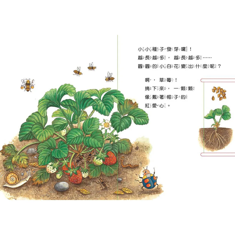 Grow, Little Seed, Grow! (Fruits Edition) • 小種子，快長大（水果篇）