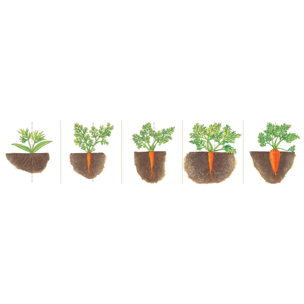 Grow, Little Seed, Grow! (Vegetables Edition) • 小種子，快長大（蔬菜篇）